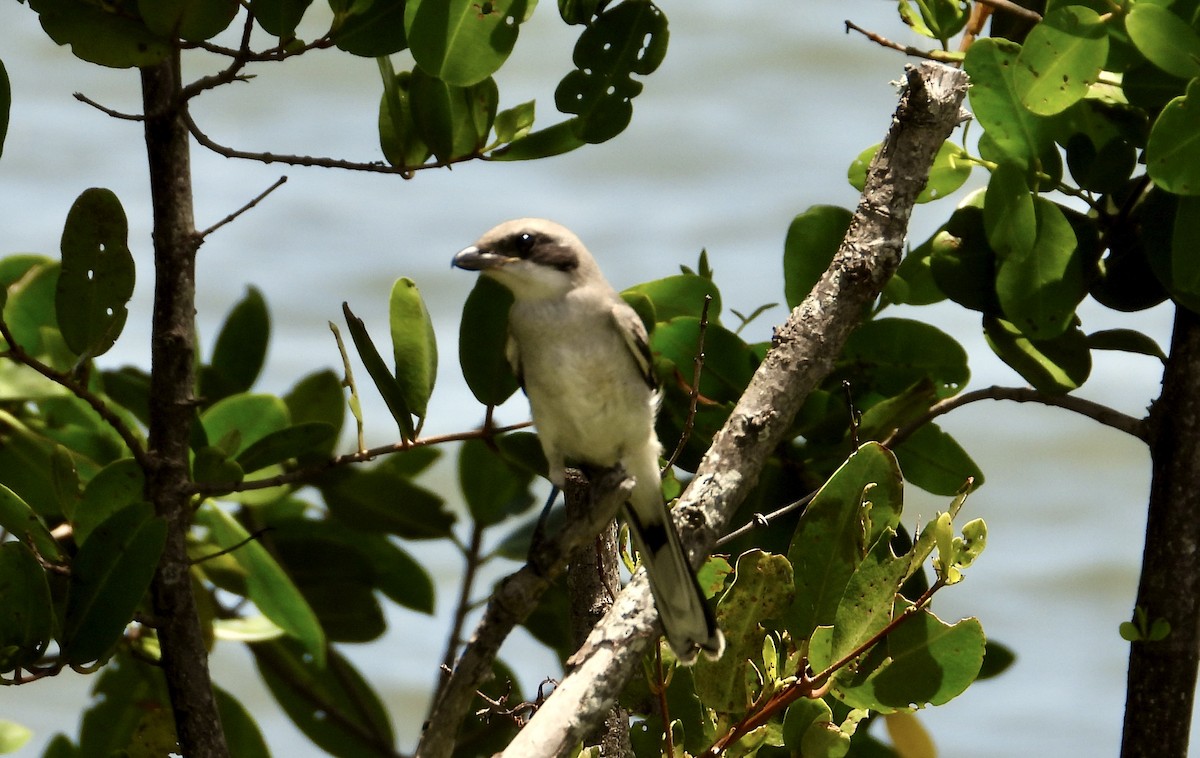 Loggerhead Shrike - ML636668327