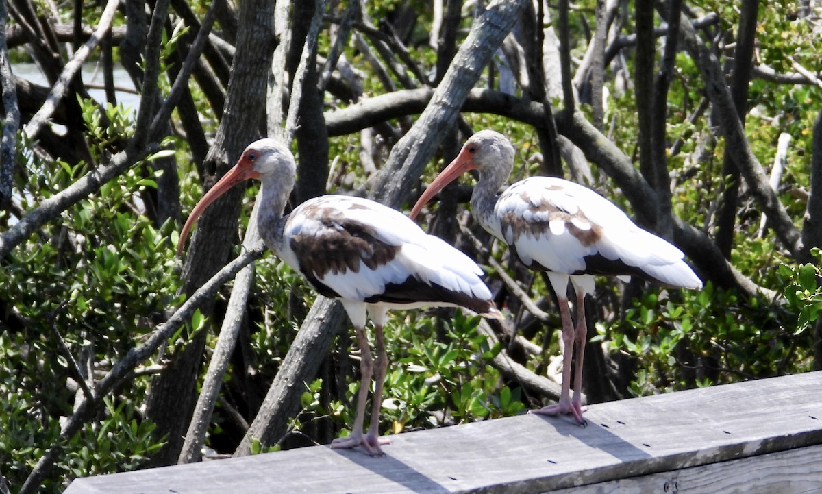 ibis bílý - ML636668364