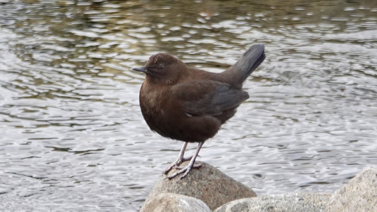 Brown Dipper - ML636668381