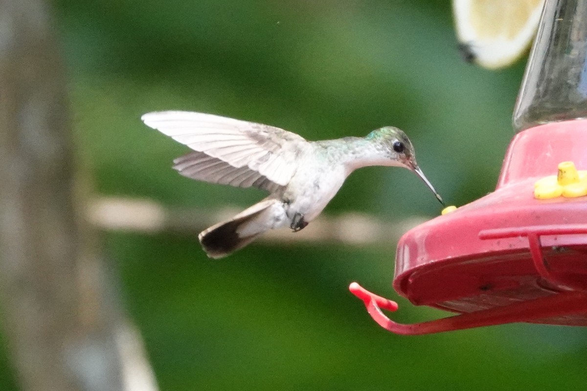White-bellied Emerald - ML636668399