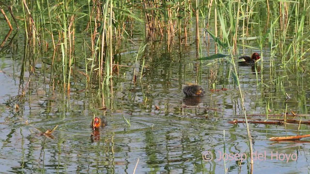 Red-knobbed Coot - ML636668464