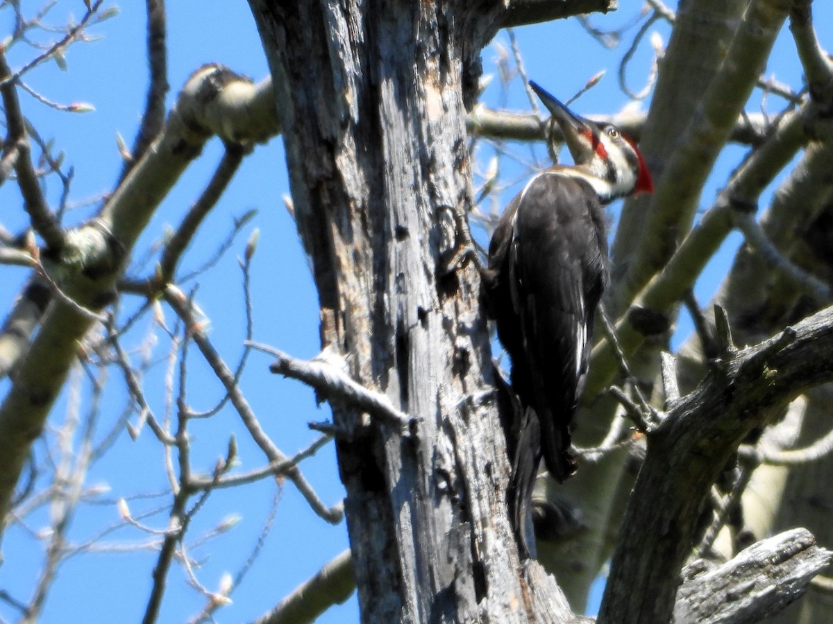 datel chocholatý - ML636668558
