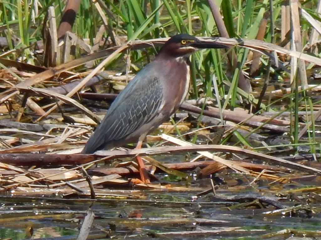 Green Heron - ML636668593
