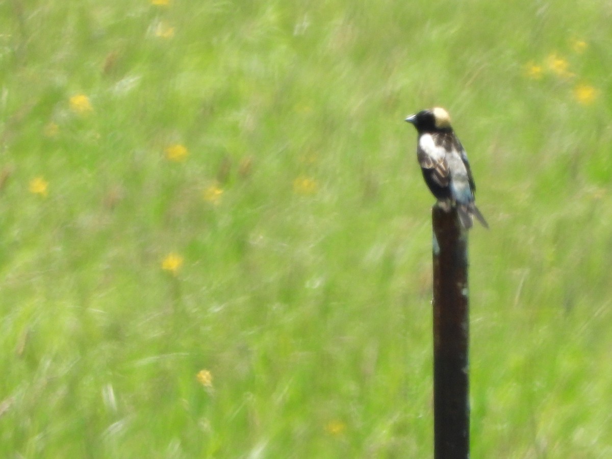 bobolink americký - ML636668638