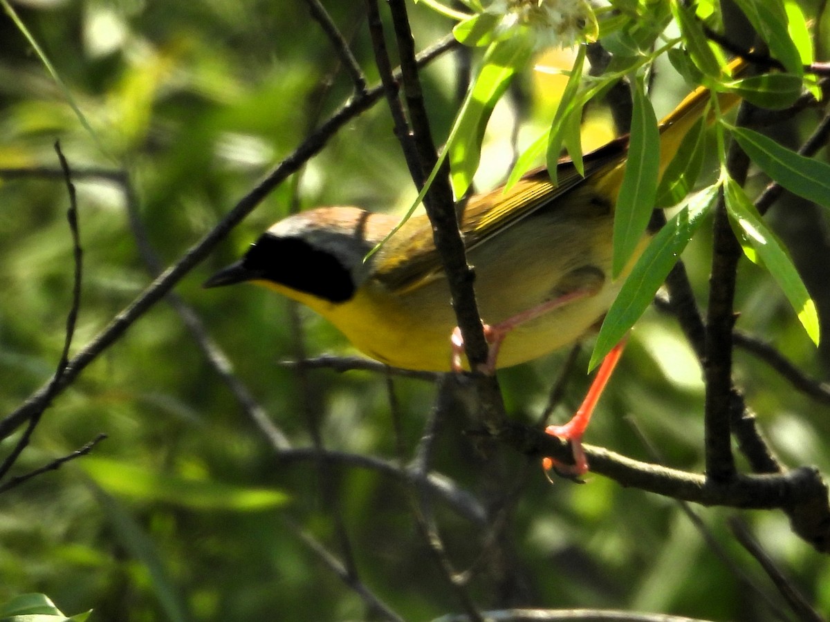 lesňáček žlutohrdlý - ML636668649