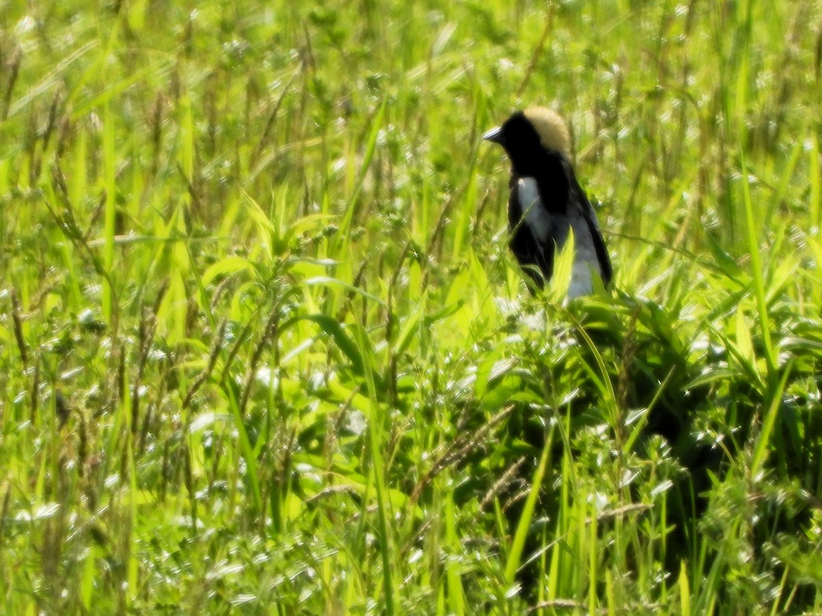 bobolink americký - ML636668734