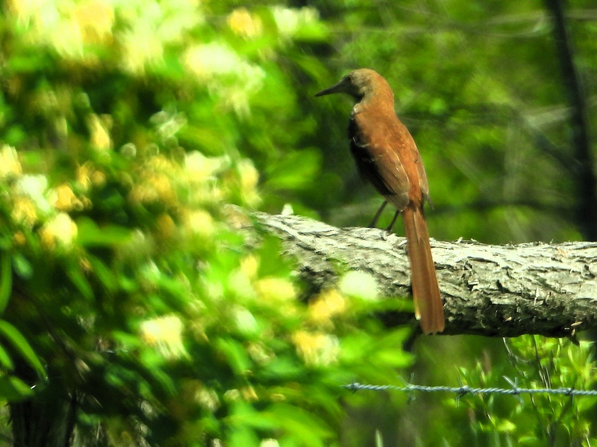 drozdec hnědý - ML636668747