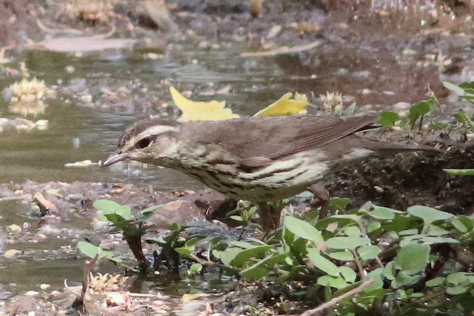Northern Waterthrush - ML636668862