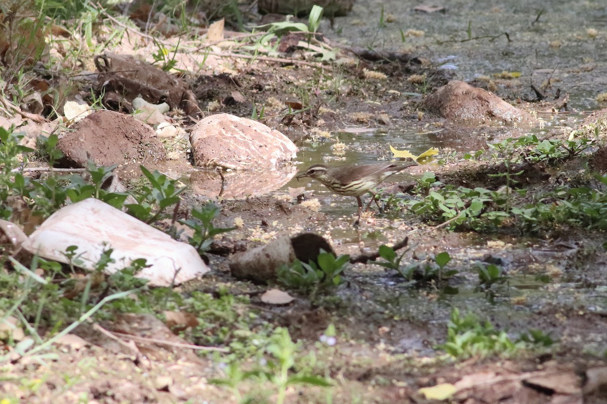 Northern Waterthrush - ML636668866