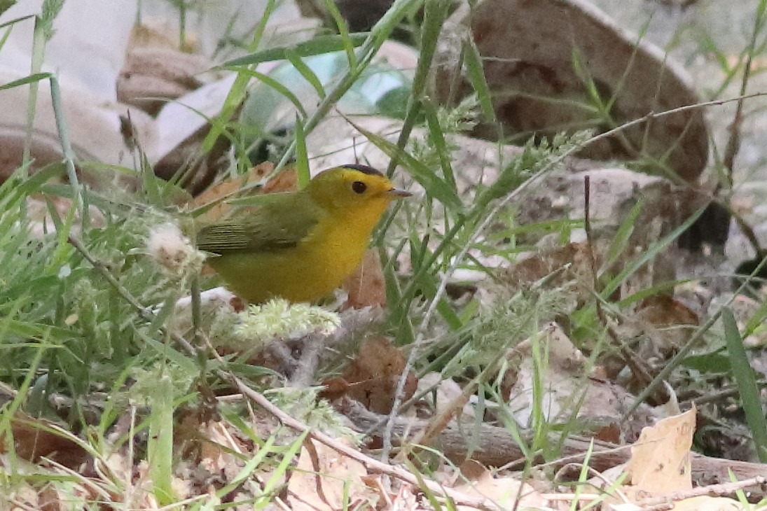 Wilson's Warbler - ML636668872