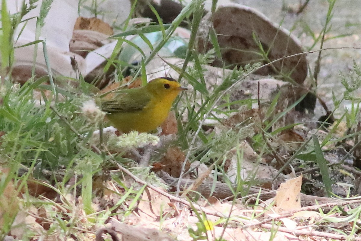 Wilson's Warbler - ML636668873