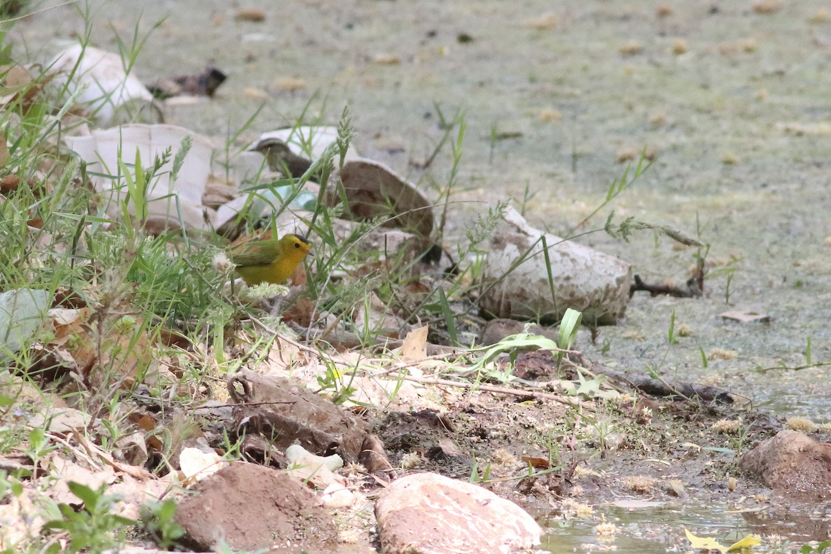 Wilson's Warbler - ML636668874