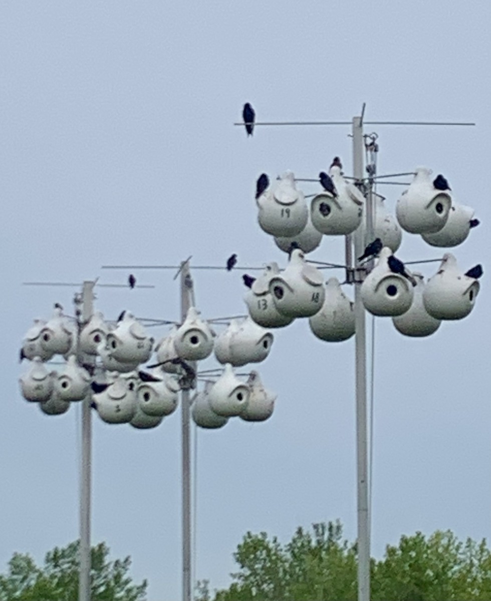 Purple Martin - ML636668947