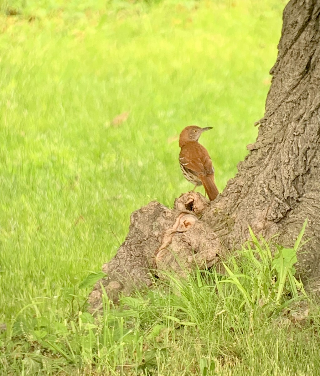 Brown Thrasher - ML636668961