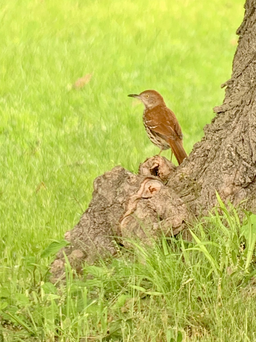 Brown Thrasher - ML636668962