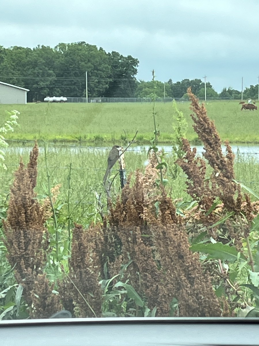 Black-billed Cuckoo - ML636668965