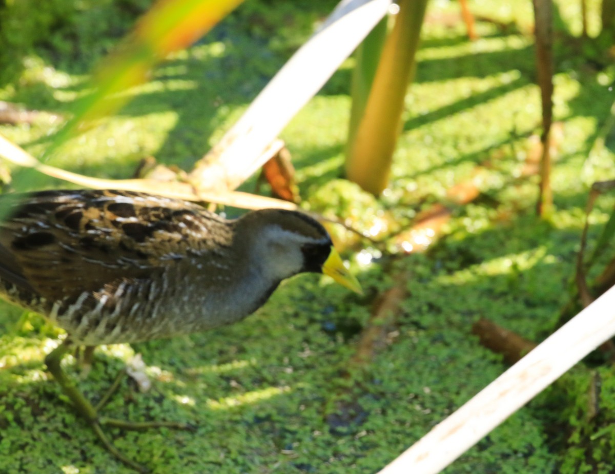 Sora - ML636668969