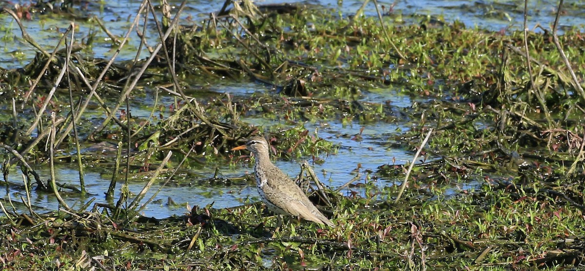 Spotted Sandpiper - ML636668974