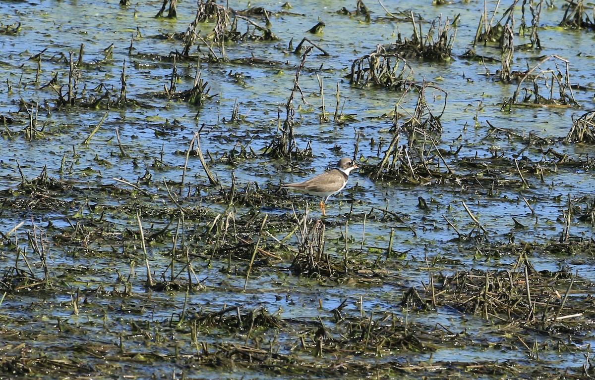 Semipalmated Plover - ML636668978