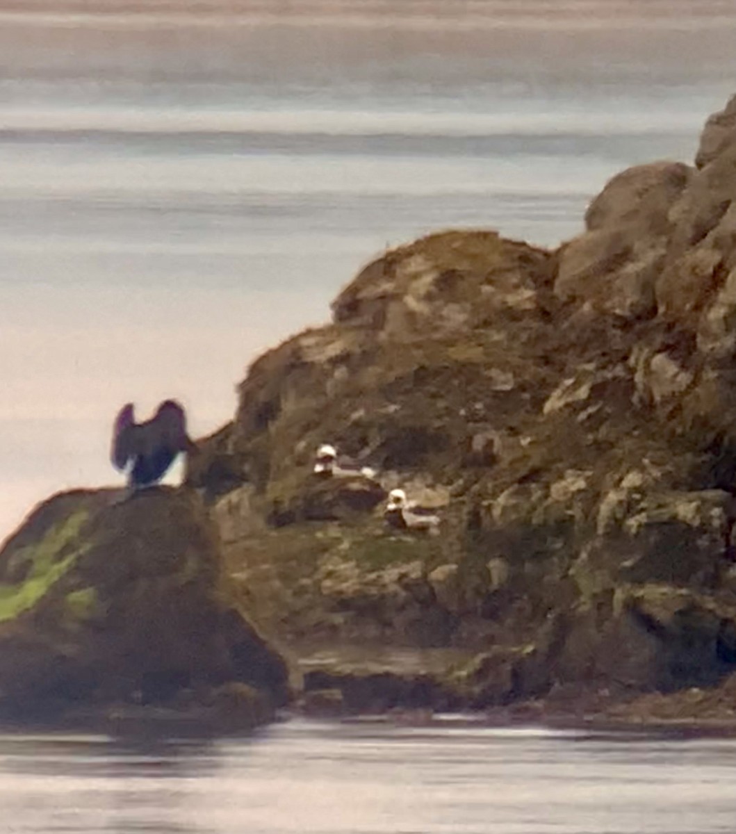 Long-tailed Duck - ML636668989