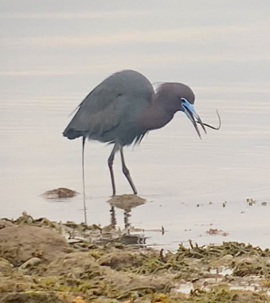 Little Blue Heron - ML636669002