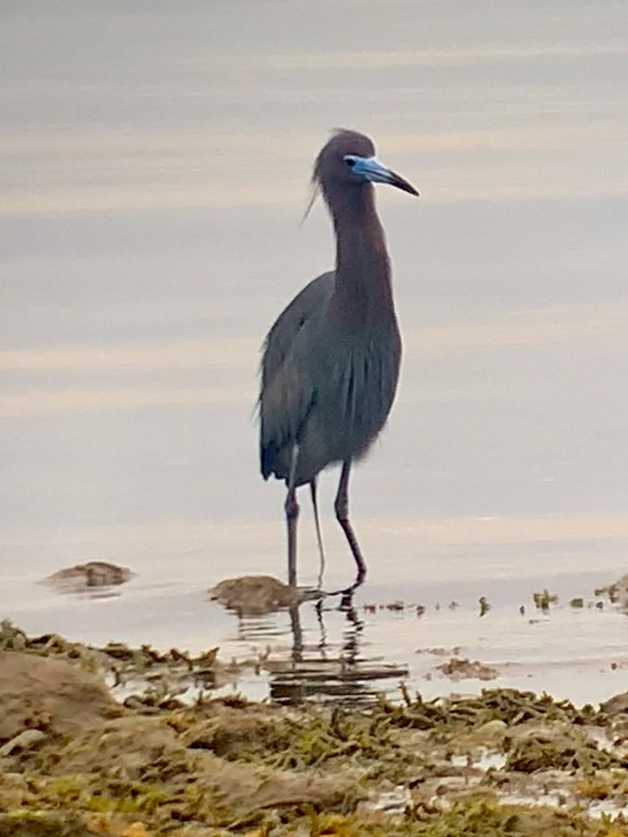 Little Blue Heron - ML636669003