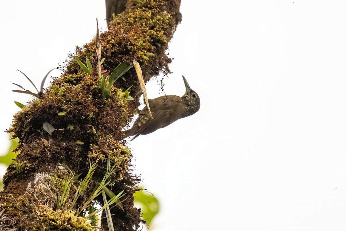 Olive-backed Woodcreeper - ML636669052
