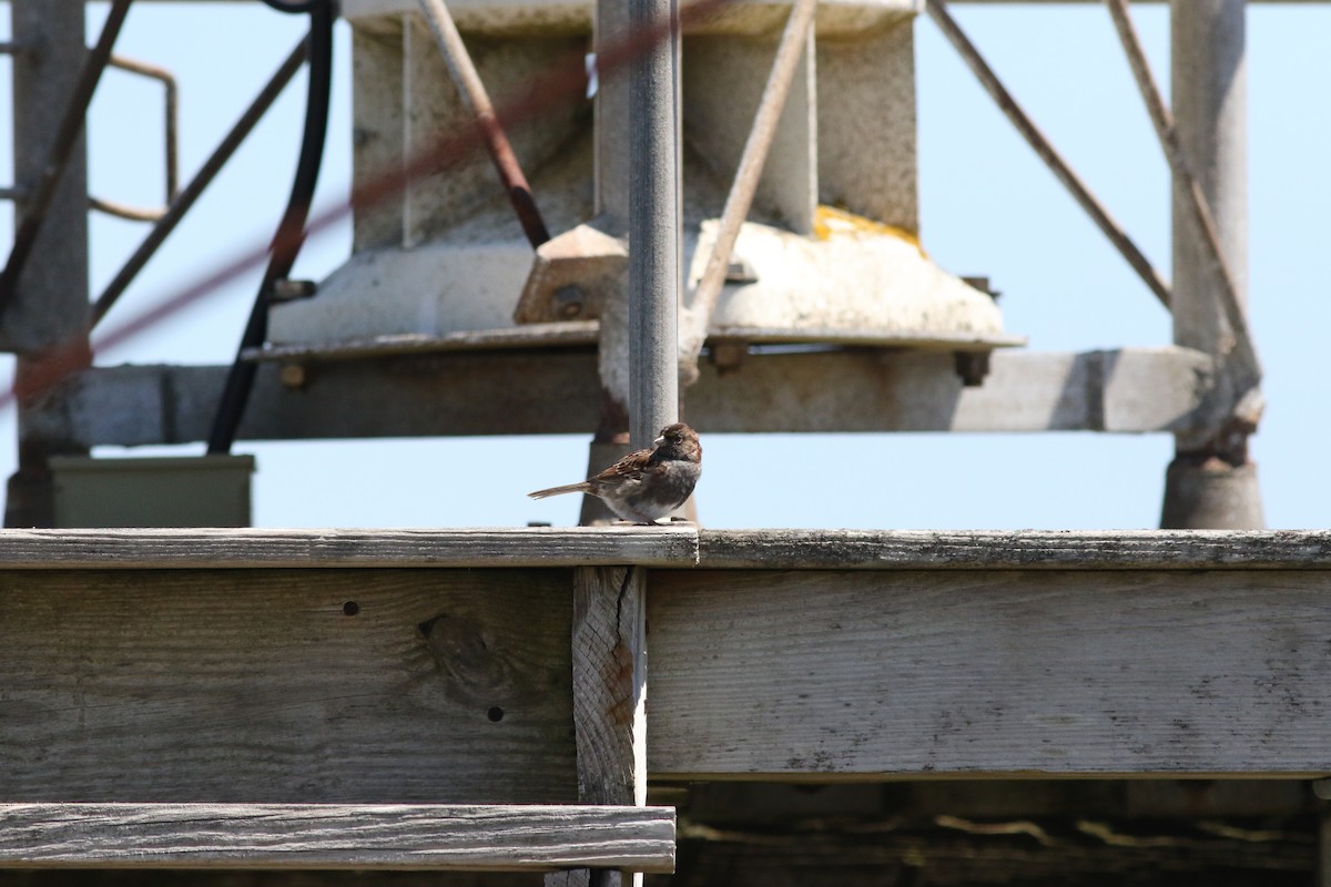 Dark-eyed Junco x White-throated Sparrow (hybrid) - ML636669129