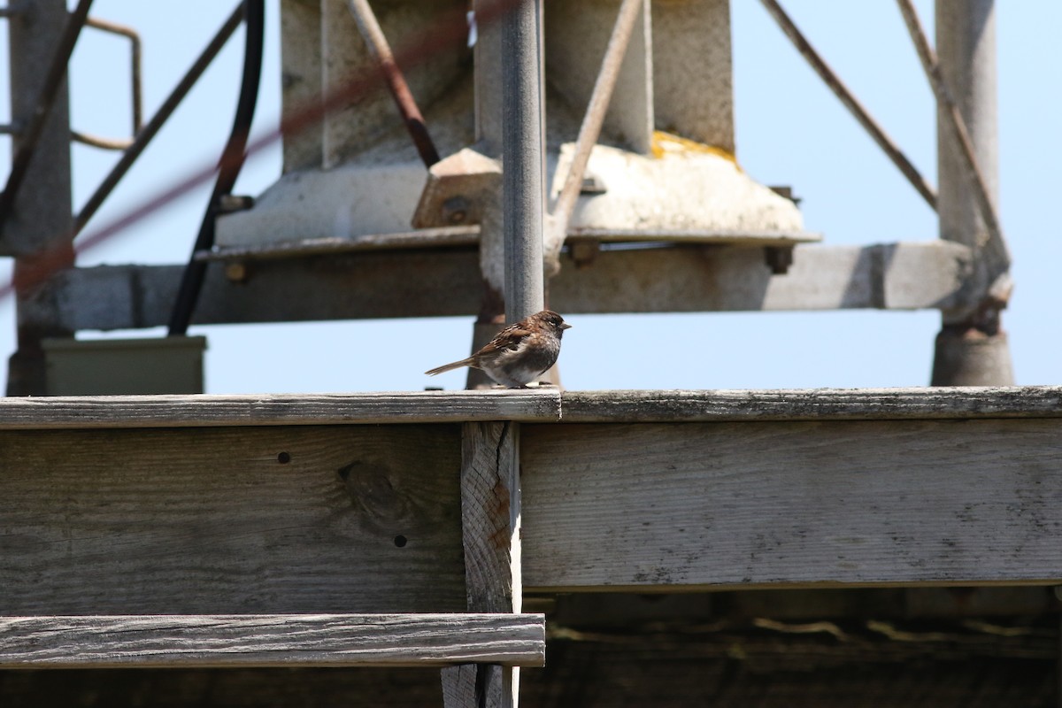 Dark-eyed Junco x White-throated Sparrow (hybrid) - ML636669141