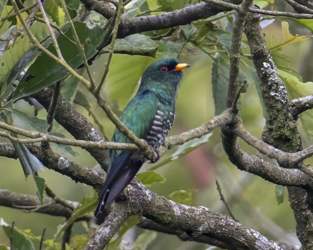 Asian Emerald Cuckoo - ML636669255