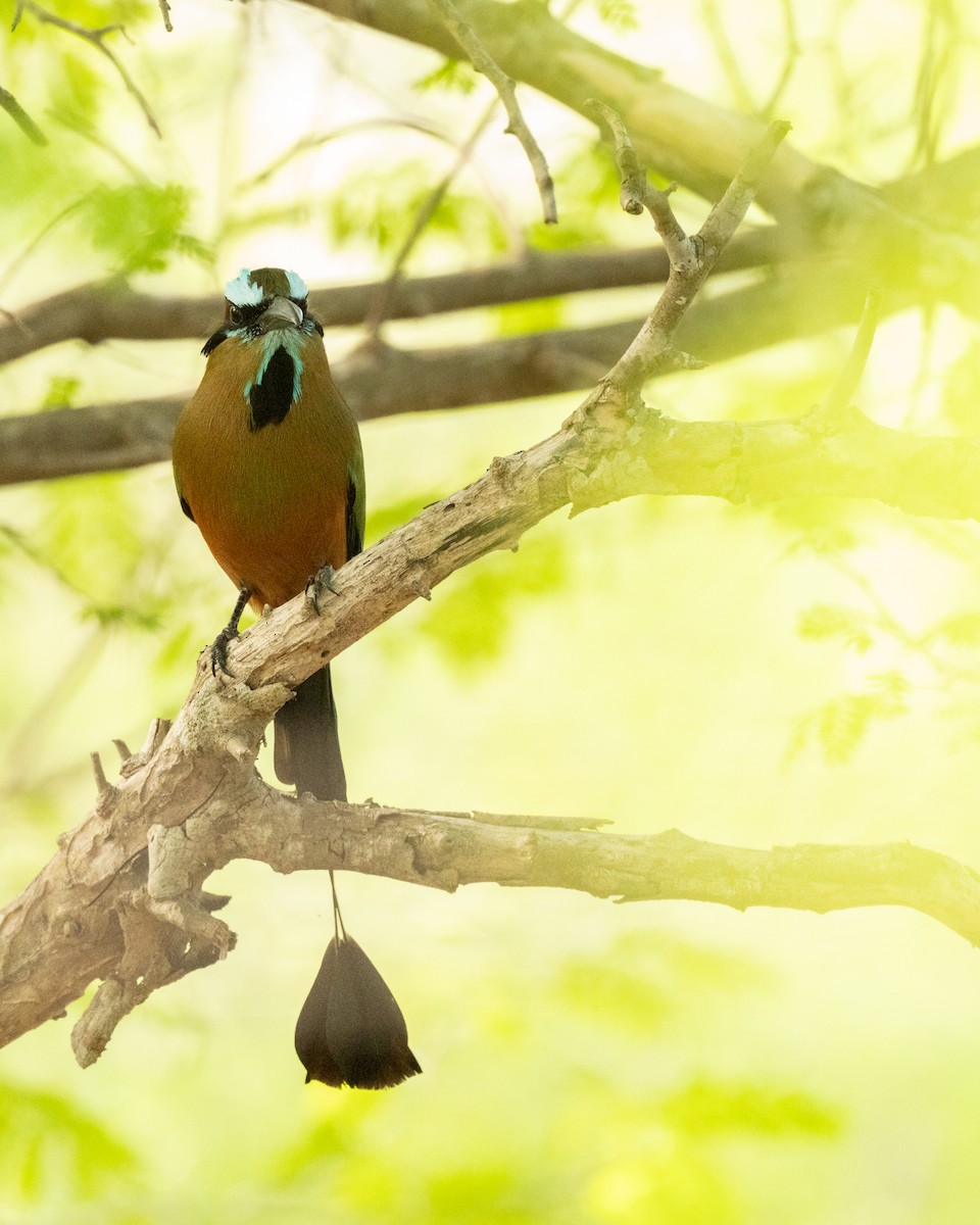 Turquoise-browed Motmot - ML636669438