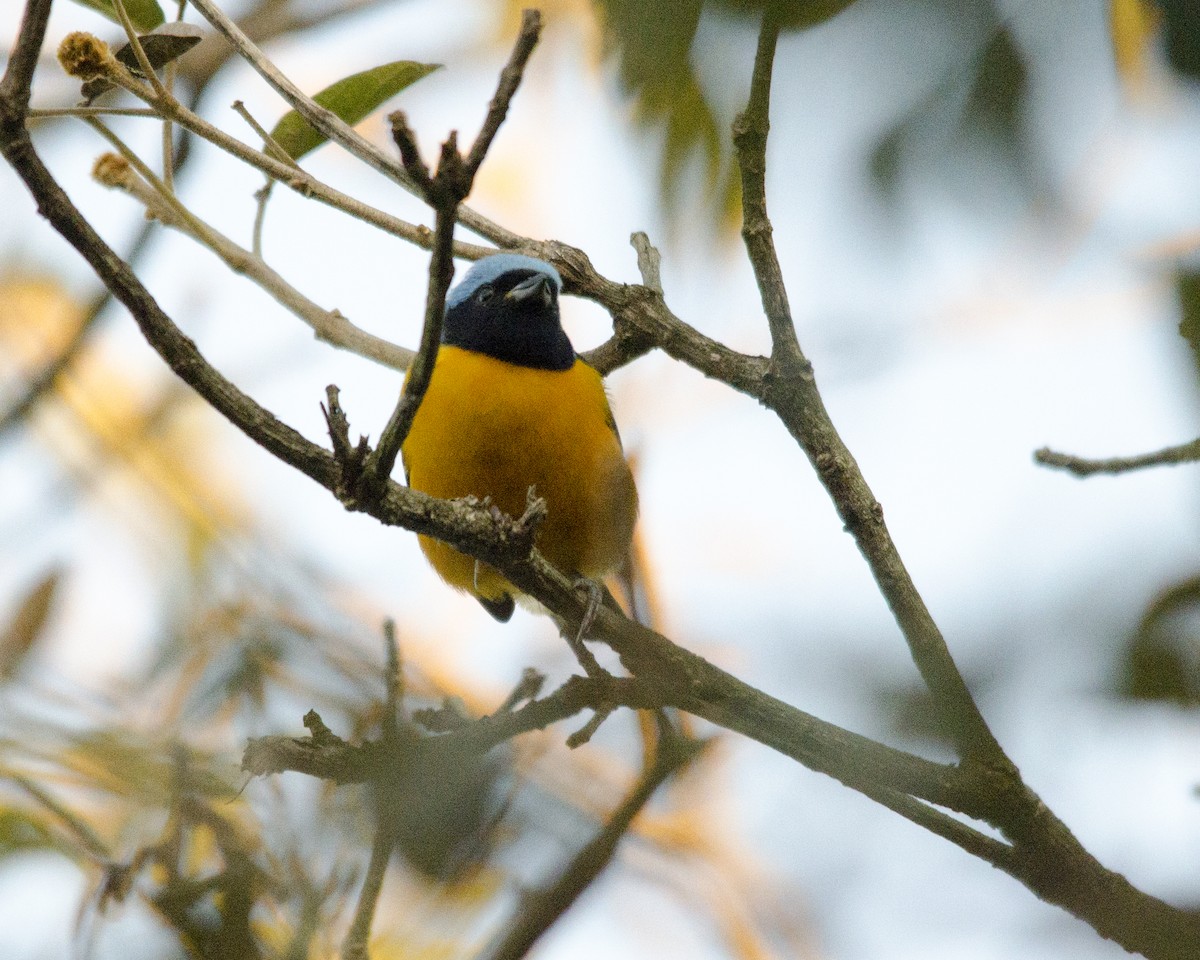 libohlásek černočelý - ML636669526