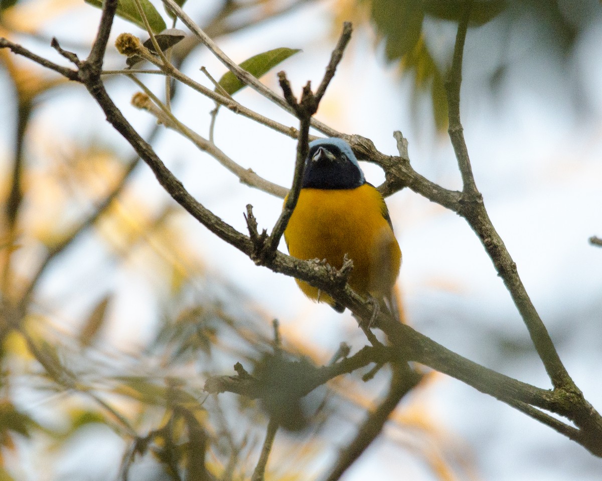 libohlásek černočelý - ML636669527