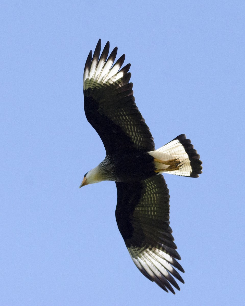 karančo jižní - ML636669587