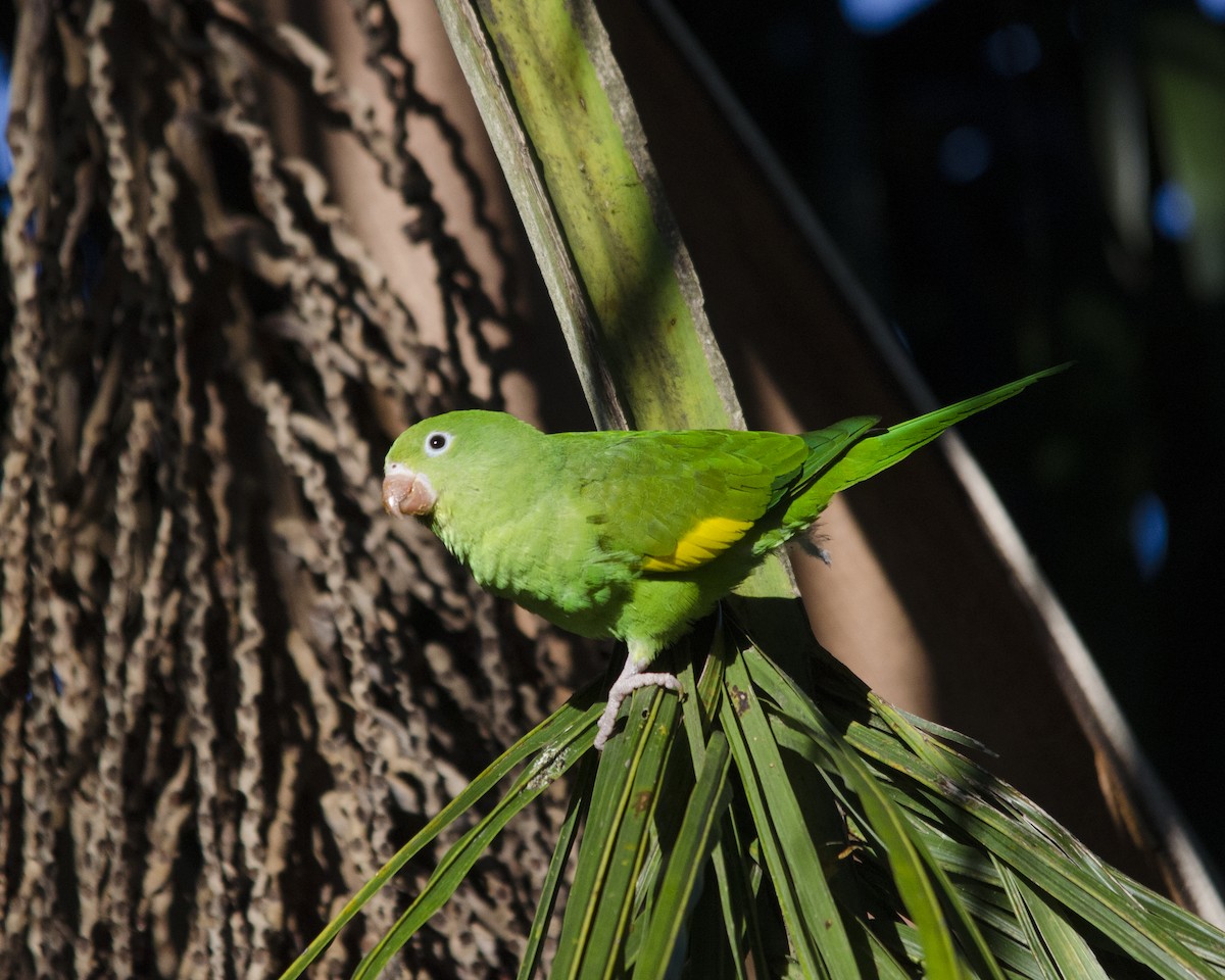 tirika jižní - ML636669596