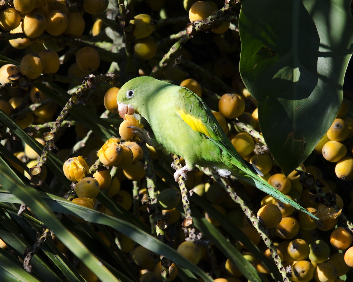 tirika jižní - ML636669597