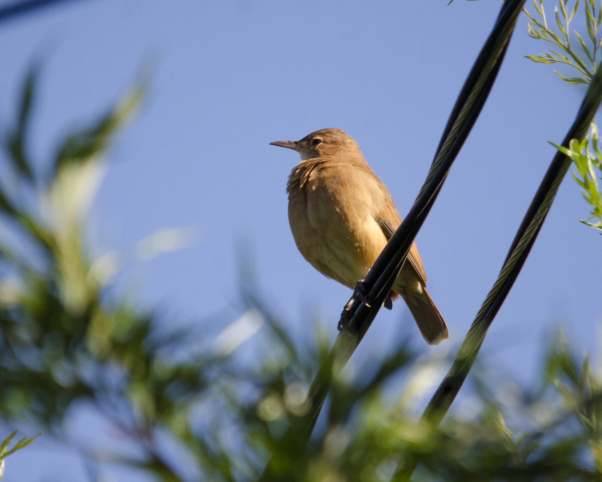 Rufous Hornero - ML636669604