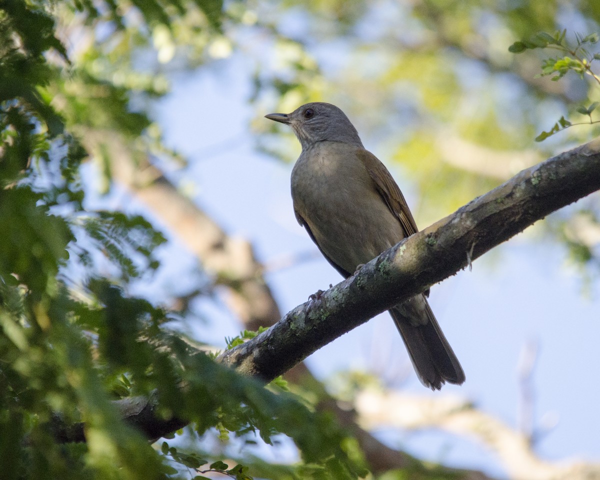 drozd bledoprsý - ML636669630