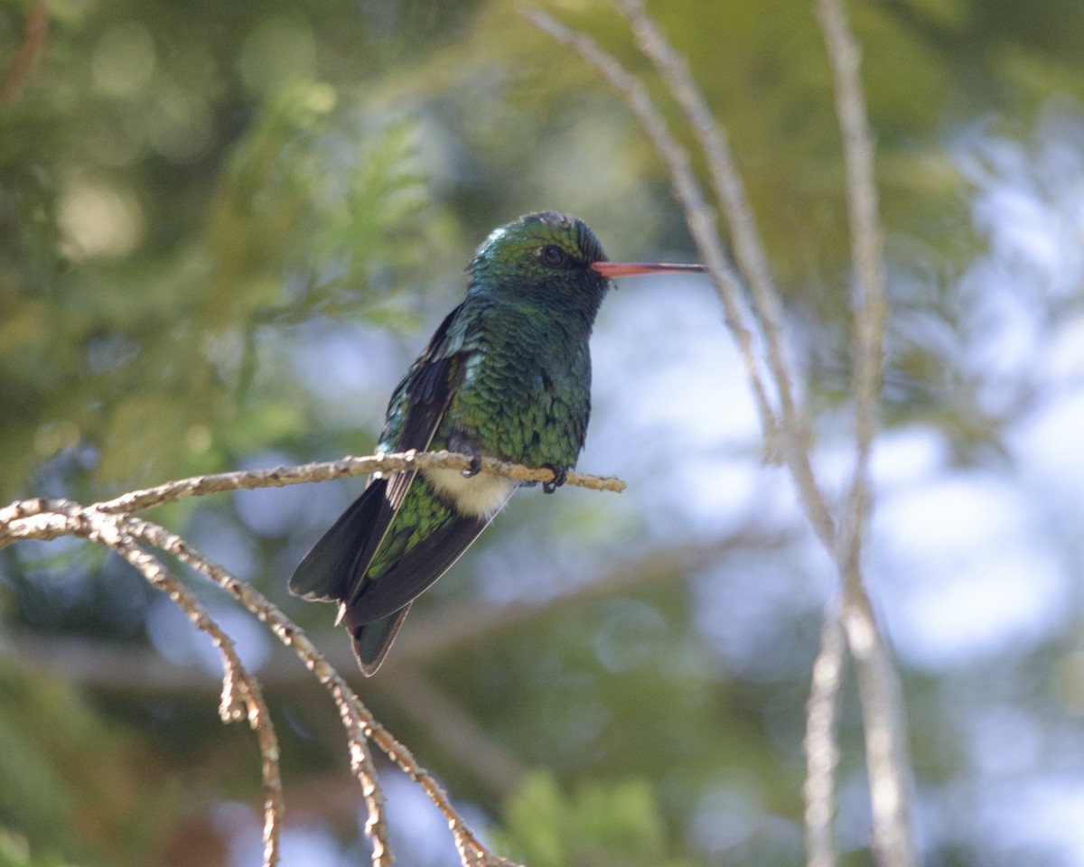 kolibřík lesklobřichý - ML636669663