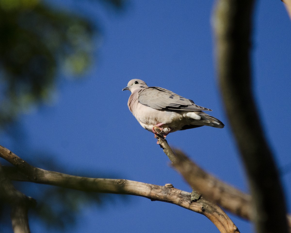 hrdlička černouchá - ML636669696