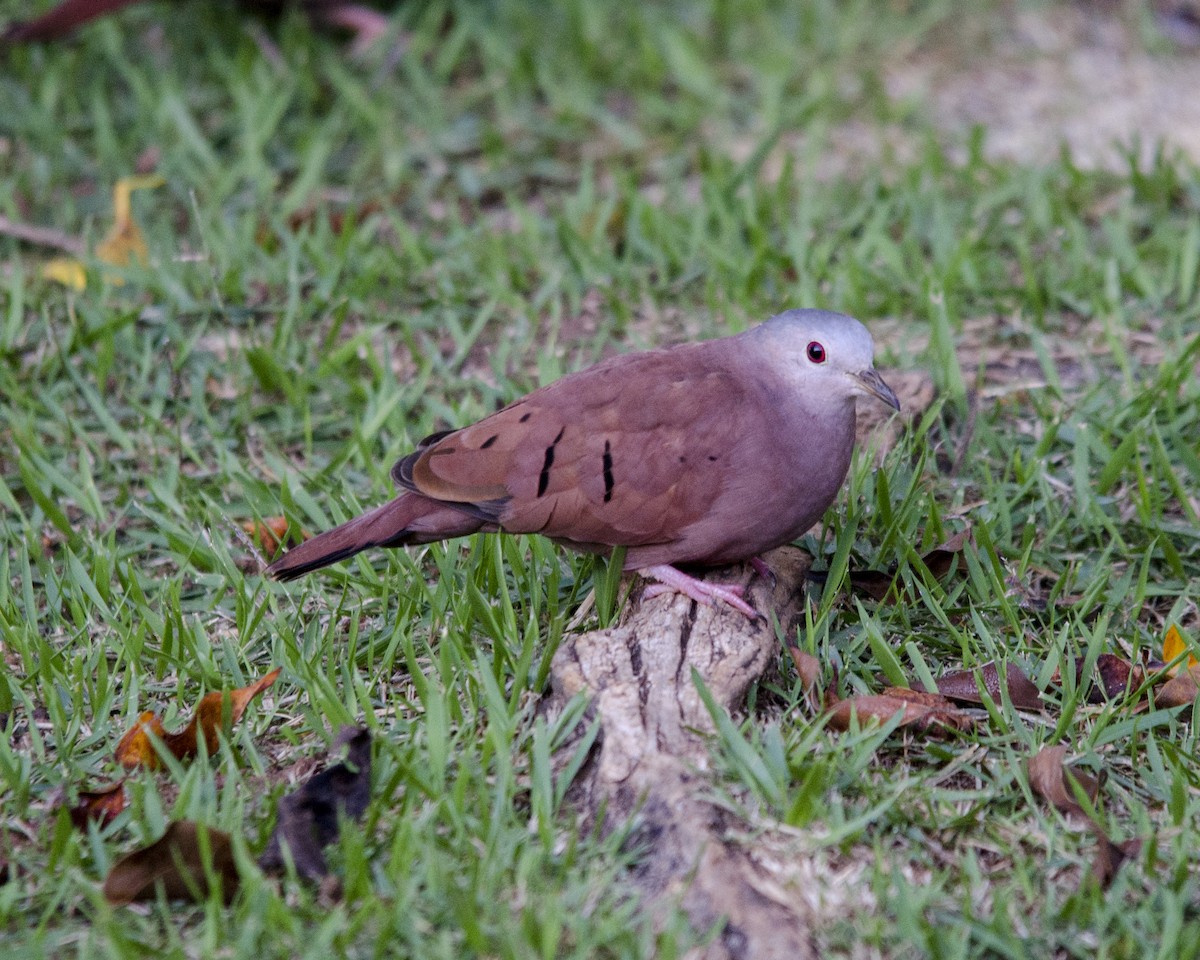 holoubek skořicový - ML636669707