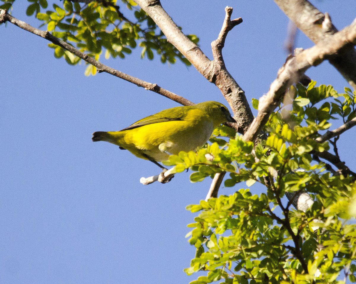 libohlásek nachovohrdlý - ML636669725