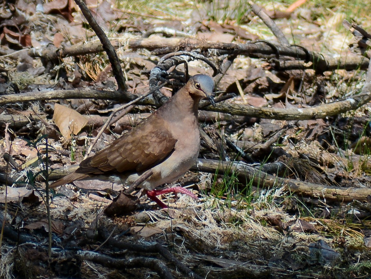 Gray-headed Dove (Gray-headed) - ML636669766