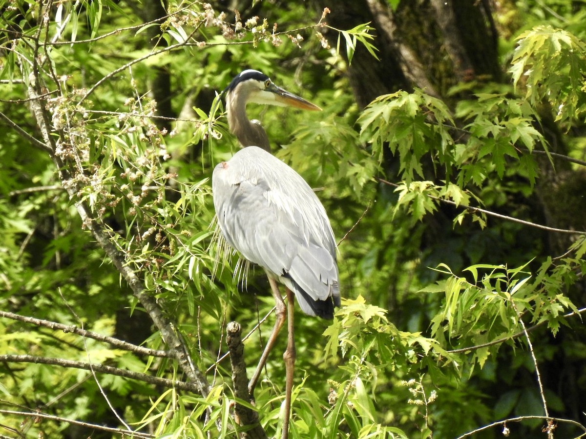 Great Blue Heron - ML636669783