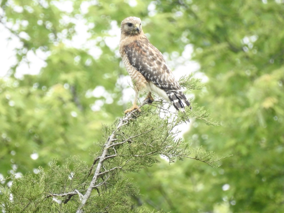 Red-shouldered Hawk - ML636669784