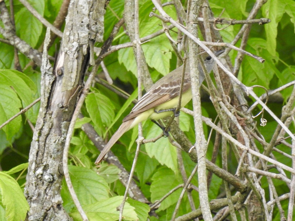 Great Crested Flycatcher - ML636669794