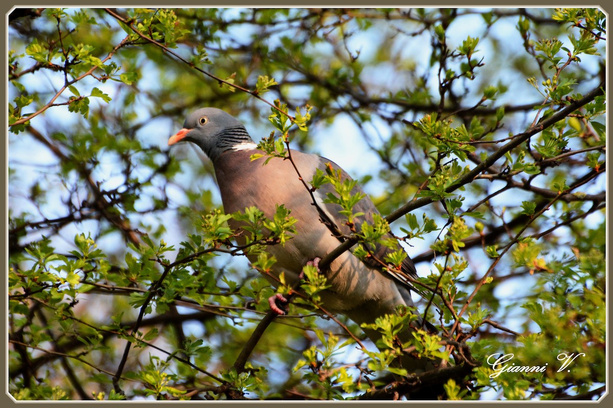 Pigeon ramier - ML636669848