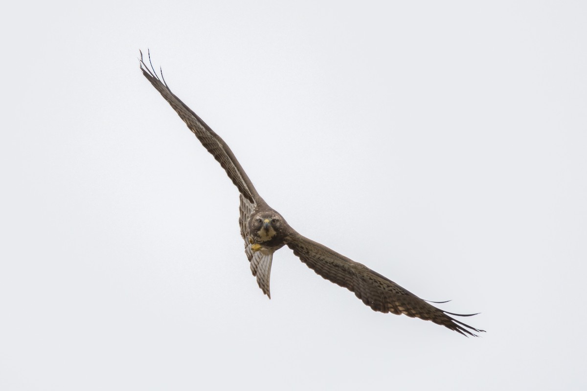 káně bělohrdlá - ML636669916
