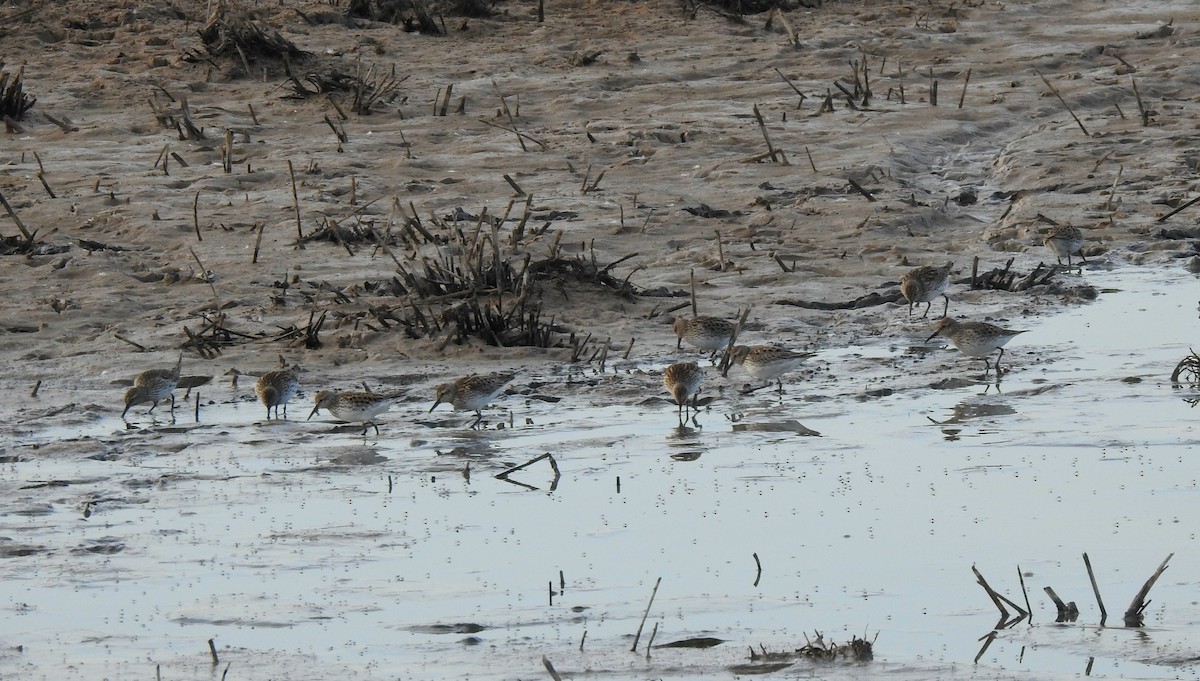 White-rumped Sandpiper - ML636669951