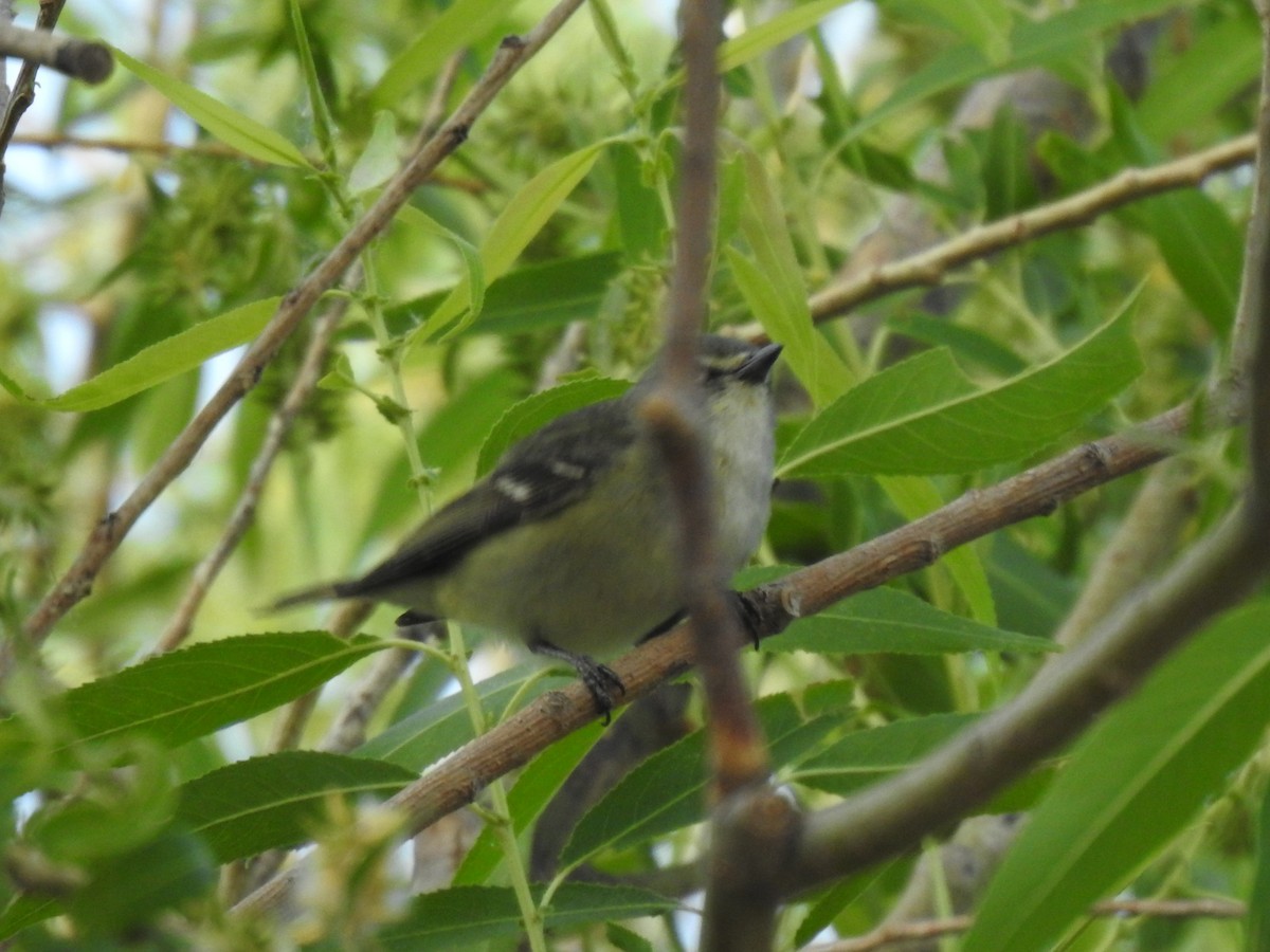 Cassin's Vireo - ML636669957